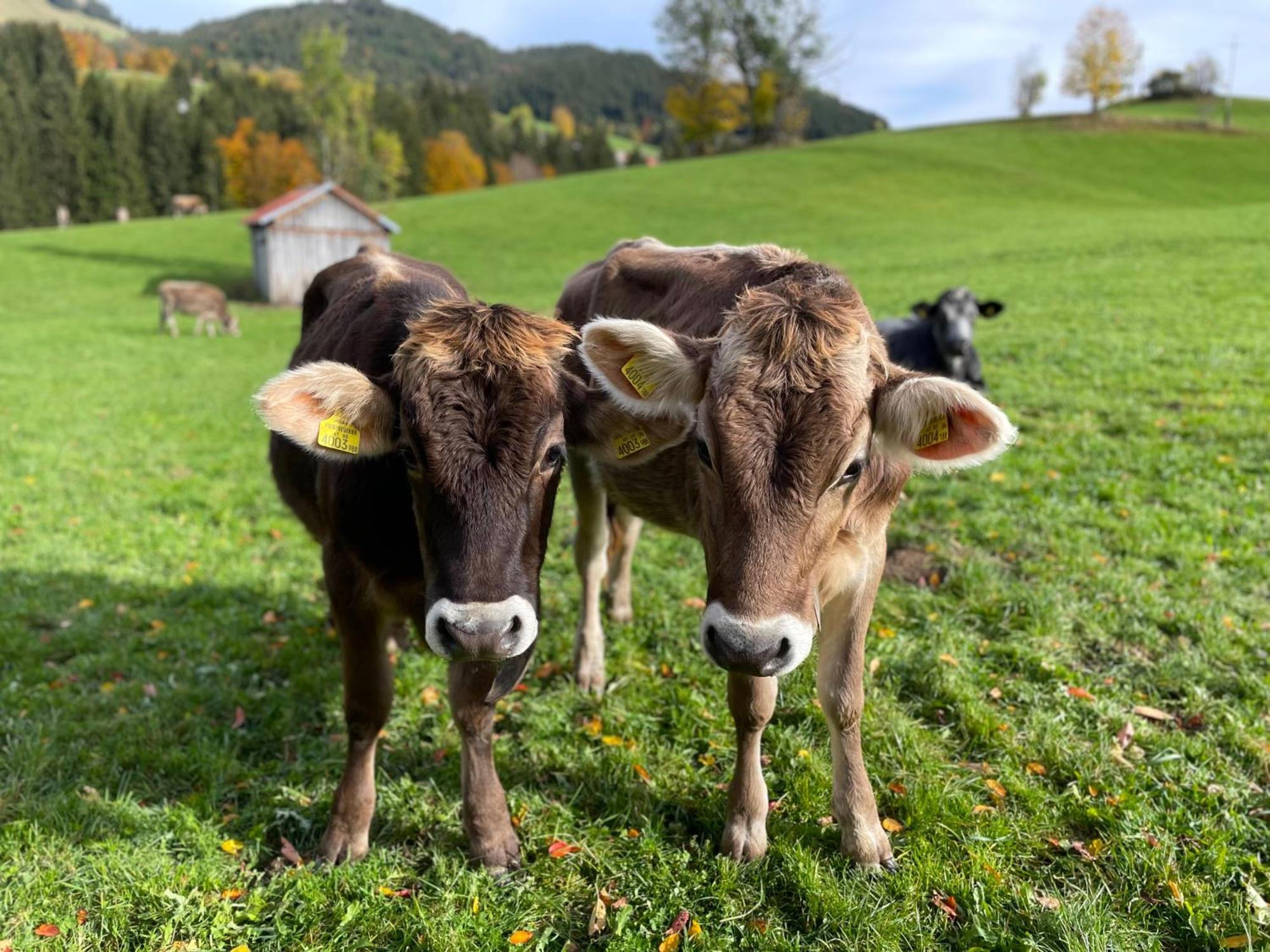 Appartamento Am Hof Jungholz Esterno foto